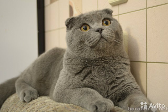 Предложение: Котик ждёт кошечку в гости)))