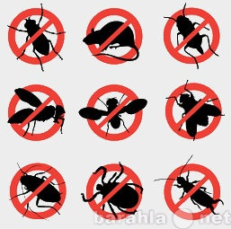 Предложение: Защита от насекомых-вредителей
