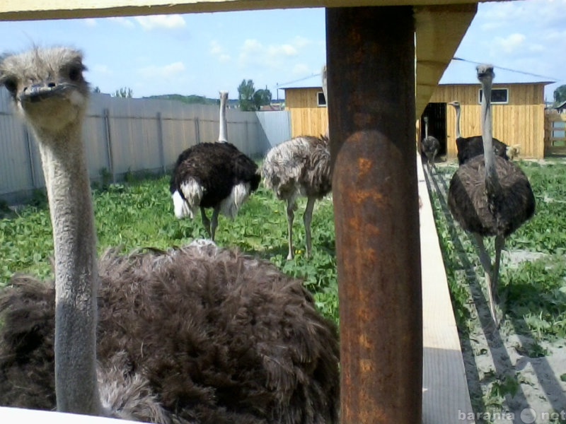 Предложение: Экскурсии на страусиную ферму в Тюбуке
