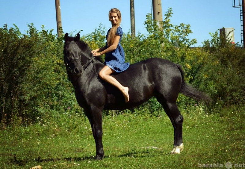 Предложение: Конные прогулки Екатеринбург от 550 руб