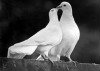Предложение: Белые голуби на свадьбы, юбилеи,торжеств