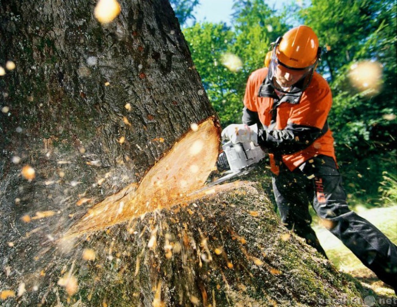 Предложение: Удаление аварийных деревьев частями и с