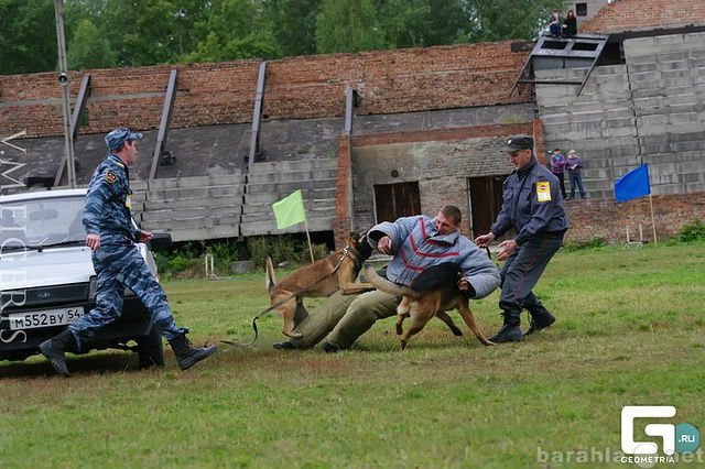 Предложение: дрессировка собак