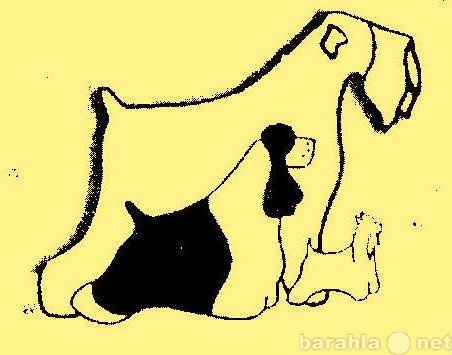 Предложение: Стрижка собак и кошек. Опытный грумер