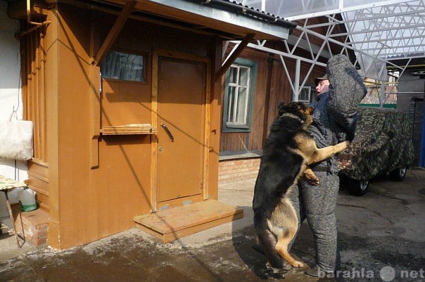 Предложение: Предлагаю кобеля  для вязки