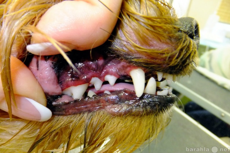 Предложение: Чистка зубов ультразвуком собакам