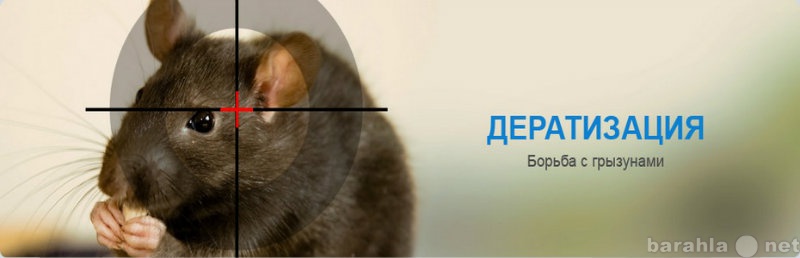 Предложение: Дератизация грызунов(крыс, мышей)