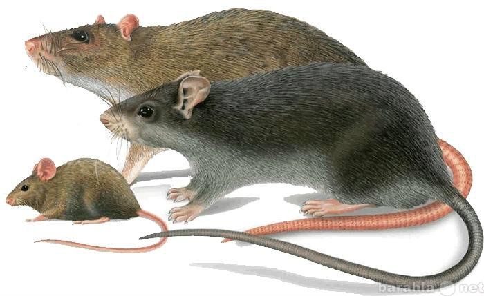 Предложение: Дератизация крыс с гарантией
