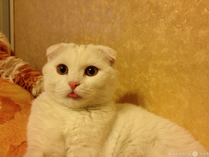 Предложение: Шотландский вислоухий кот, белоснежный