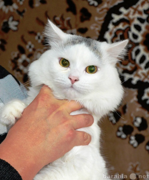 Предложение: Ангорский кот на вязку