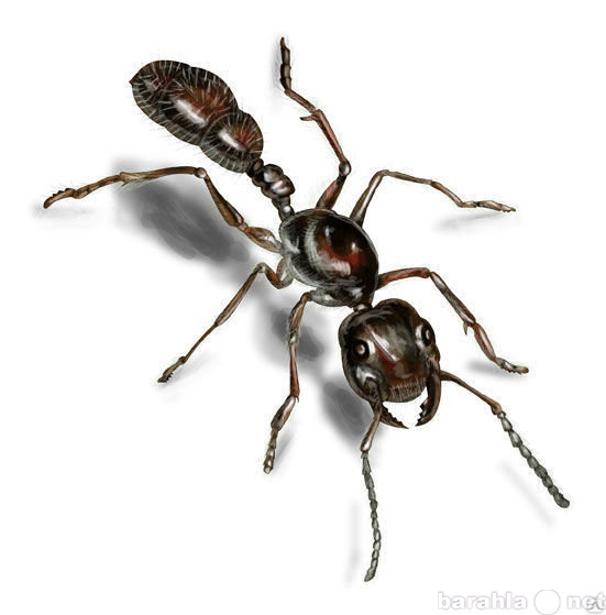 Предложение: Уничтожение муравьев