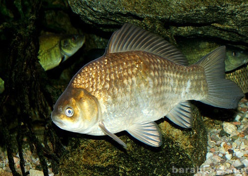 Предложение: Рыбалка на золотого карася в ст.Динской