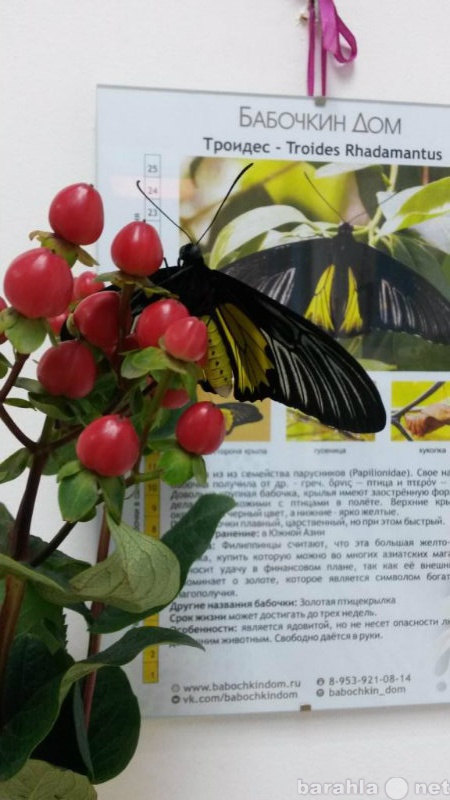 Предложение: Экскурсия в мир тропических бабочек