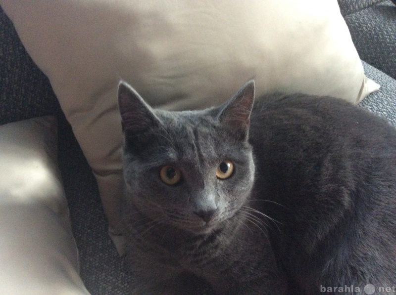 Предложение: Потерялся серый кот