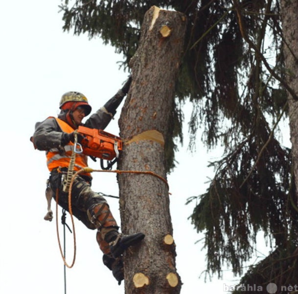 Предложение: Удалить или обрезать деревья