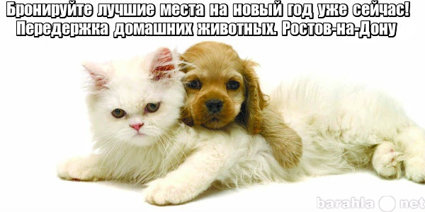 Предложение: Передержка домашних животных. Ростов