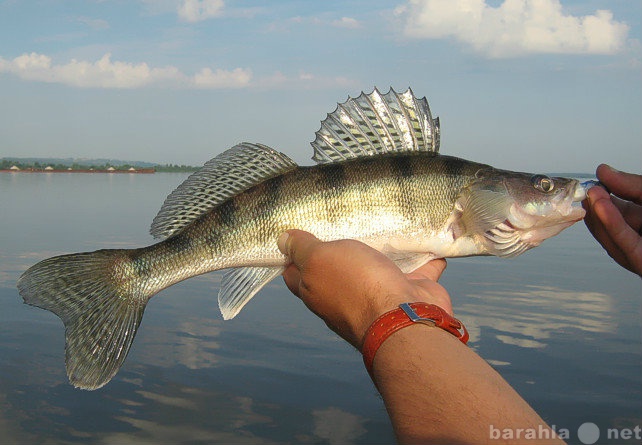 Предложение: Рыбалка на Кубани и отдых