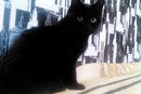 Предложение: нужен кот для вязки черный британец