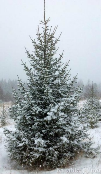Предложение: Живая новогодняя елка с доставкой
