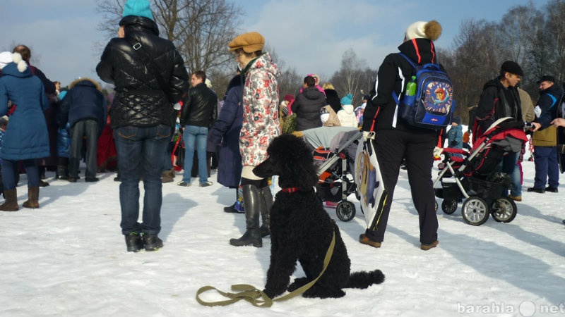 Предложение: Дрессировка собак в Домодедово