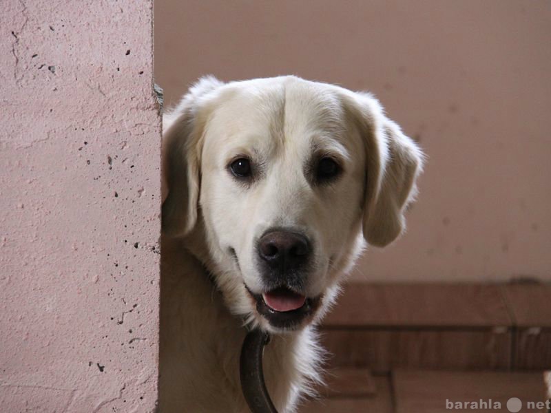 Предложение: Пропала собака (район села Косулино)