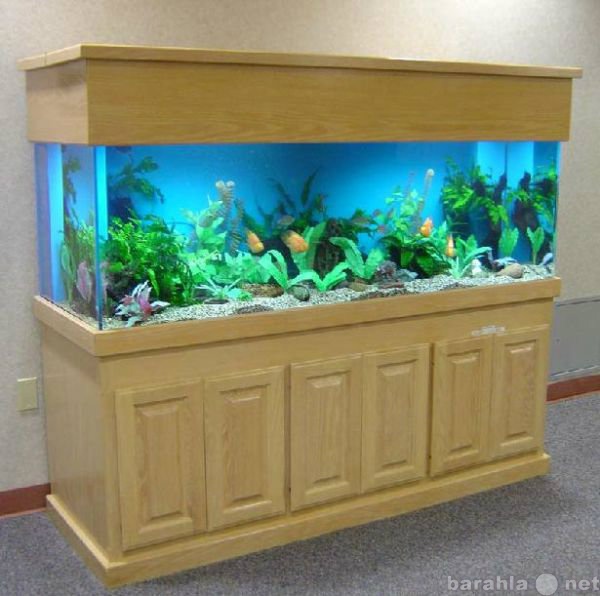 Предложение: Обслуживание аквариумов.