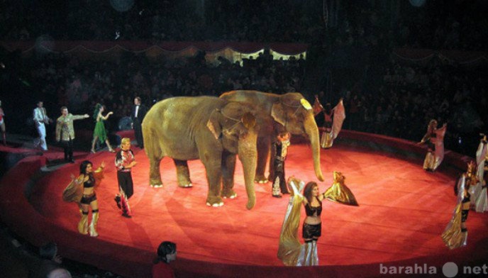 Предложение: Гастроли европейского цирка
