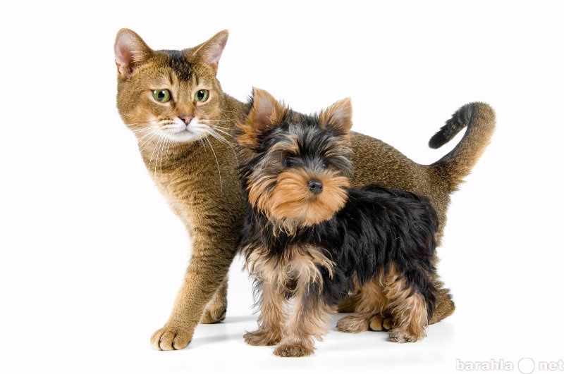 Предложение: Стрижка и триминг собак и кошек