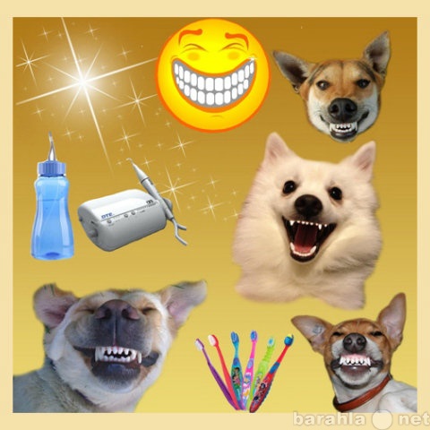 Предложение: Чистка зубов у собак ультразвуком без на
