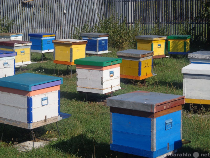 Предложение: курсы пчеловодства