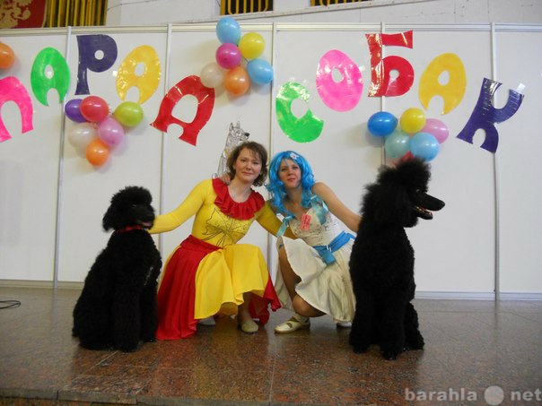 Предложение: Дрессированные собачки на детский праздн