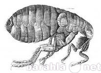 Предложение: Избавиться от блох