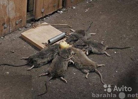 Предложение: Уничтожение крыс,мышей,тараканов,клопов.