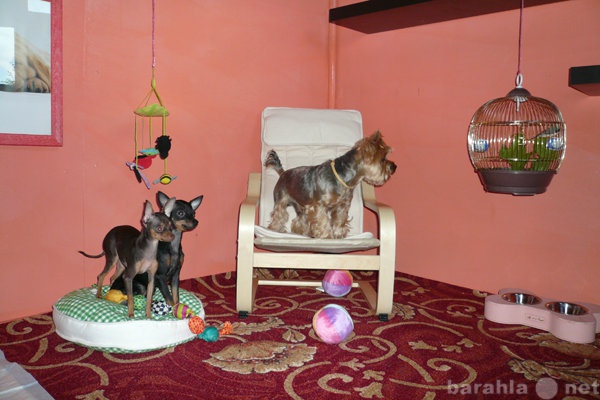 Предложение: Гостиница для собак в Москве