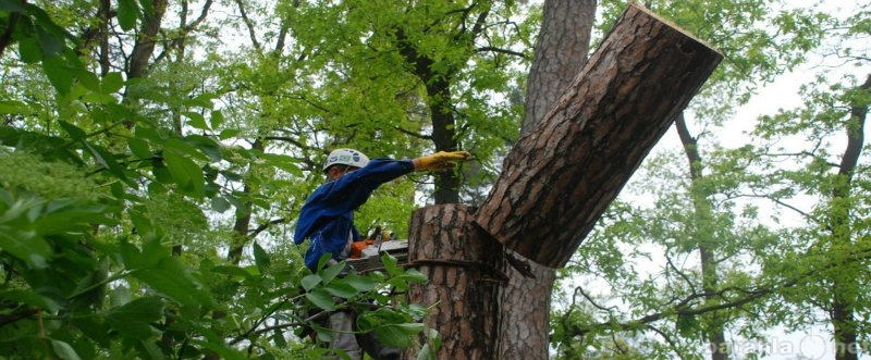 Предложение: удаление опасных проблемных деревьев