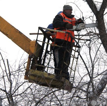 Предложение: Спил деревьев в Прокопьевске