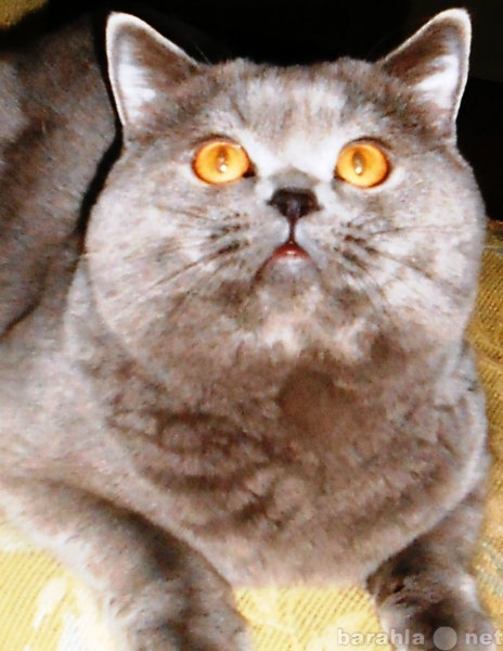 Предложение: Шотландский прямоухий кот: Вязка