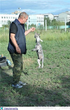 Предложение: Дрессировка собак в Омске Безуглов Серге