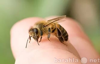 Предложение: Лечение пчелоужалением