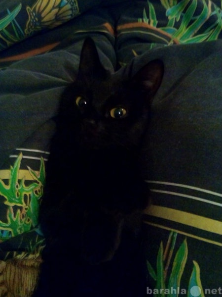 Предложение: Ищем короткошерстного черного котика!