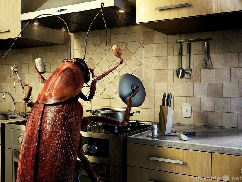 Предложение: Уничтожение всех насекомых дома в офисе