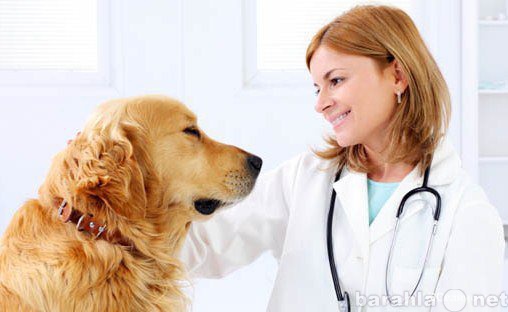 Предложение: Ветеринарный врач на дом, стрижка кошек