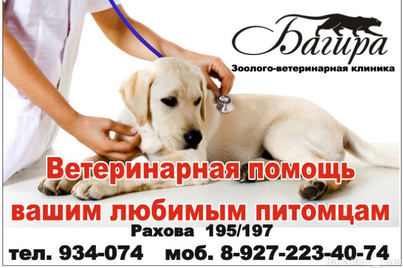 Предложение: Ветеринарная Клиника Багира