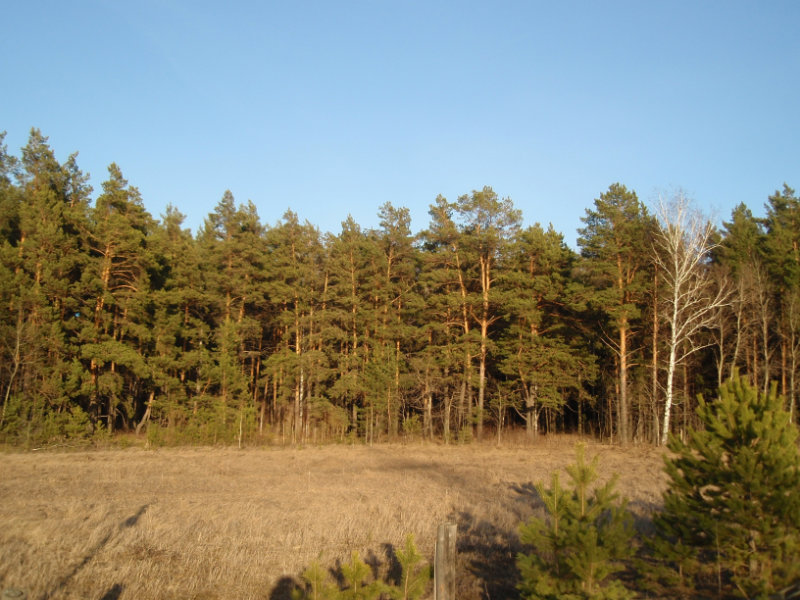 Продам: участок с сосновым лесом