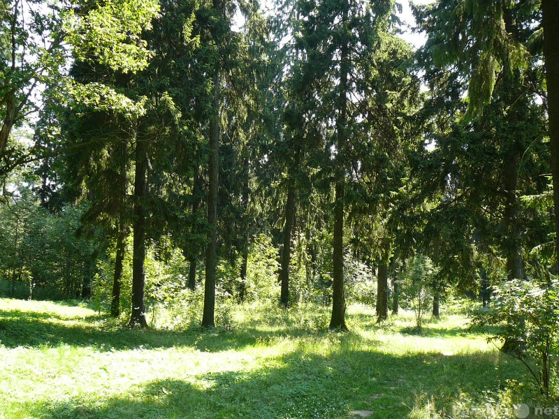 Продам: Лесной участок 120 соток в Новоглаголево