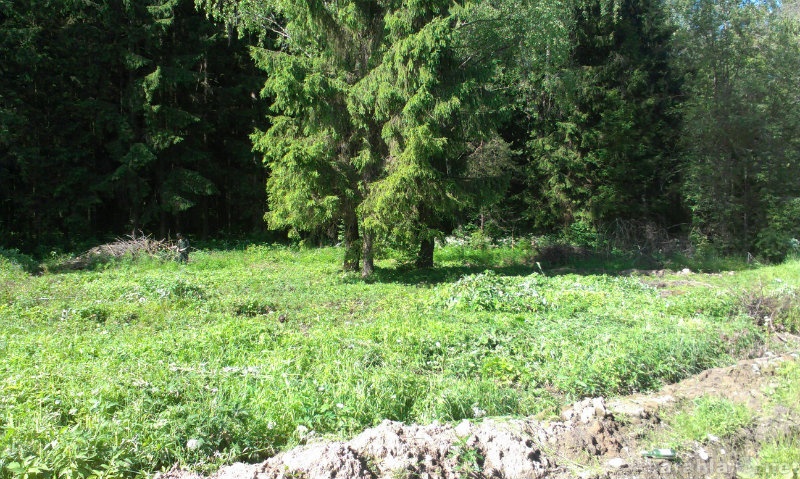 Продам: земельный участок ИЖС с выходом в лес