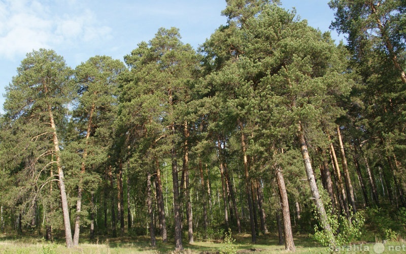 Продам: Лесной участок 10 сот. ИЖС на Машгородке