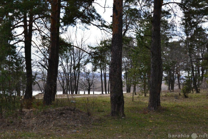 Продам: Лесной участок на берегу реки Ока