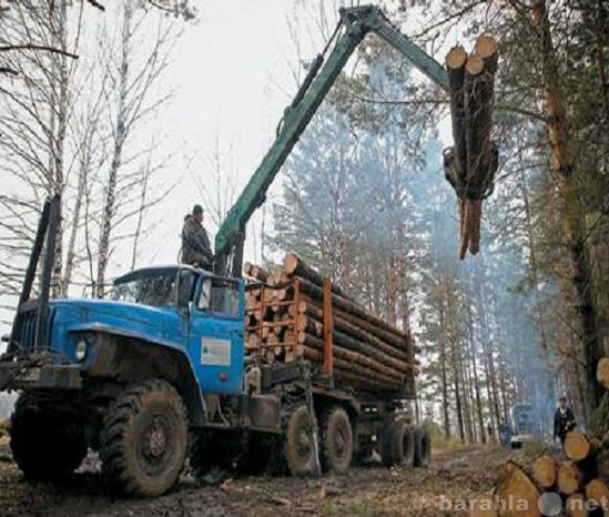 Вакансия: Требуются бригады для валки леса.