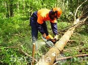 Вакансия: Вальщик леса